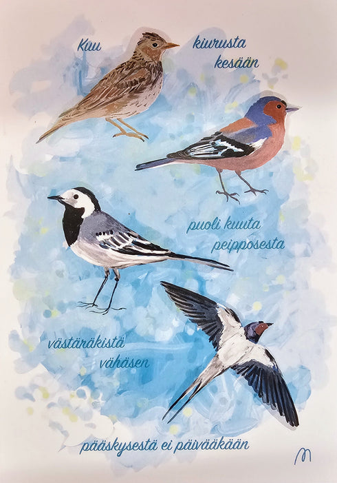 Postikortti - pääskysestä ei päivääkään